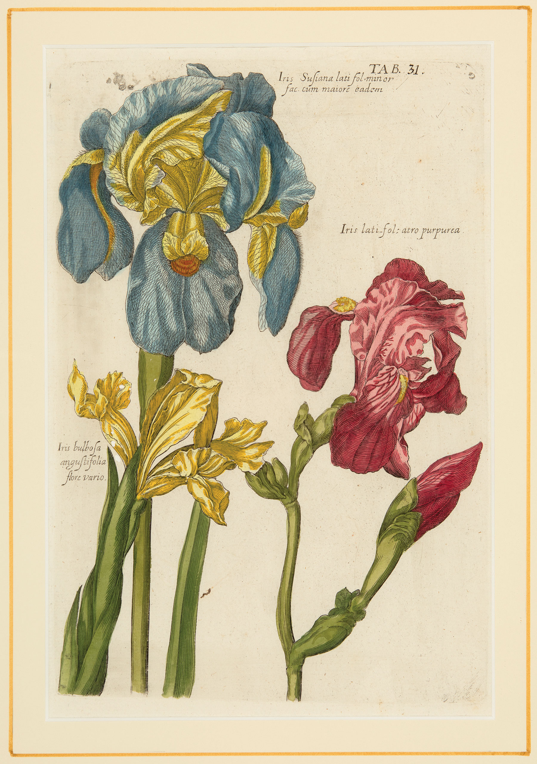 Antique Botanical Prints , "Iris Susiana" and "Iris Susiana & Iris Atropurpurea", 2 hand-colored - Image 2 of 2