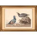 John James Audubon (American, 1785-1851) , "Harlequin Duck", hand-colored aquatint with engraving,