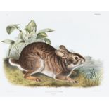 John James Audubon (American, 1785-1851), "Swamp Hare", Plate 37, hand-colored lithograph, from