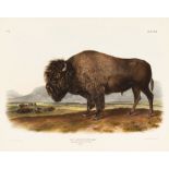 John James Audubon (American, 1785-1851), "American Bison or Buffalo, Male", Plate 56, hand-