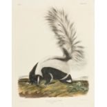 John James Audubon (American, 1785-1851), "Large Tailed Skunk", Plate 102, hand-colored