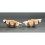 Rare Complete Giant Clam Shell, tridacna giga, each half h. 11 in., w. 27 in., d. 19 in., overall h.