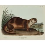 John James Audubon (American, 1785-1851), "Canada Otter, Male", Plate 122, hand-colored