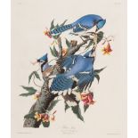 John James Audubon (American, 1785-1851), "Blue Jay", Plate 102, hand-colored aquatint with