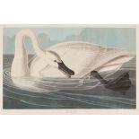 John James Audubon (American, 1785-1851), "Trumpeter Swan", Plate 406, hand-colored aquatint with