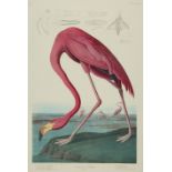 After John James Audubon (American, 1785-1851), "American Flamingo", 1971, offset lithograph, from