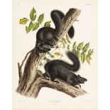 John James Audubon (American, 1785-1851), "Black Squirrel", Plate 34, hand-colored lithograph,