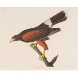 John James Audubon (American, 1785-1851), "Louisiana Hawk", Plate 392, hand-colored aquatint with
