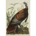 John James Audubon (American, 1785-1851), "Wild Turkey", lithograph, later edition, sight 39 1/2 in.