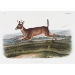John James Audubon (American, 1785-1851), "Long Tailed Deer", Plate 118, hand-colored lithograph,