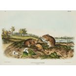 John James Audubon (American, 1785-1851), "Cotton Rat", Plate 30, hand-colored engraving,from The