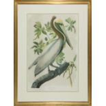 John James Audubon (American, 1785-1851), "Brown Pelican", Plate 278, chromolithograph, from The