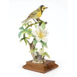 Royal Worcester Dorothy Doughty Porcelain "Hooded Warbler" on Cherokee Rose, 1961, marked, h. 12 1/4