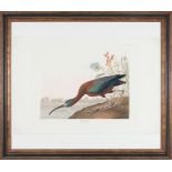 John James Audubon (American, 1785-1851), "Glossy Ibis", Plate 387, hand-colored aquatint with
