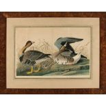 John James Audubon (American, 1785-1851), "White Fronted Goose", Plate 380, chromolithograph, from