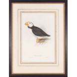 John Gould (British, 1804-1881), "Northern Puffin", hand-colored lithograph, from The Birds of