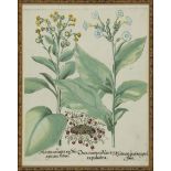 Basilius Besler (German, 1561-1629), "Poma Amoris Fructu Luteo", "Ranunculus Varieties", "Solanum