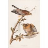John James Audubon (American, 1785-1851), "Red-shouldered Hawk", Plate 56, hand-colored aquatint