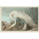 John James Audubon (American, 1785-1851), "White Heron", Plate 386, hand-colored aquatint with