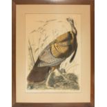 After John James Audubon (American, 1785-1851), "Wild Turkey", lithograph, later edition, 34 3/4 in.