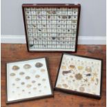 Three wooden stained and glazed collector's desktop display cabinets containing rock and sea shell