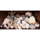 A collection of over 90 assorted seashells and related sea-life, including a Cypraea shell and a