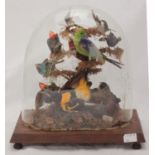 A Victorian taxidermy study of twelve exotic birds on naturalistic mossy branches under glass