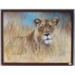 Lynne Davies (Hampshire Contemporary) Study of a lioness amidst long grass, signed, acrylic on