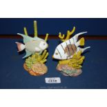 A Royal Worcester Spade fish figure and a Royal Worcester Blue Angel fish figure,