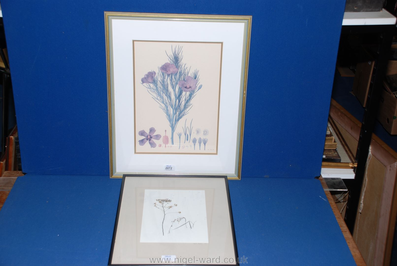 A Print of a Flower together with a wild flower Seed Head Print.