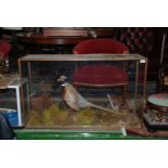 A cased Taxidermy of Cock Pheasant
