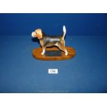 A Beswick Beagle on wooden plinth.