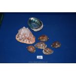 A quantity of large Cowrie shells, a clam and a large conch shell.