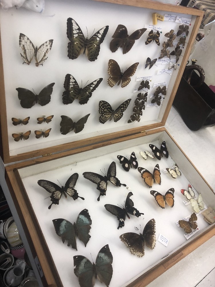 A box of taxidermy butterflies