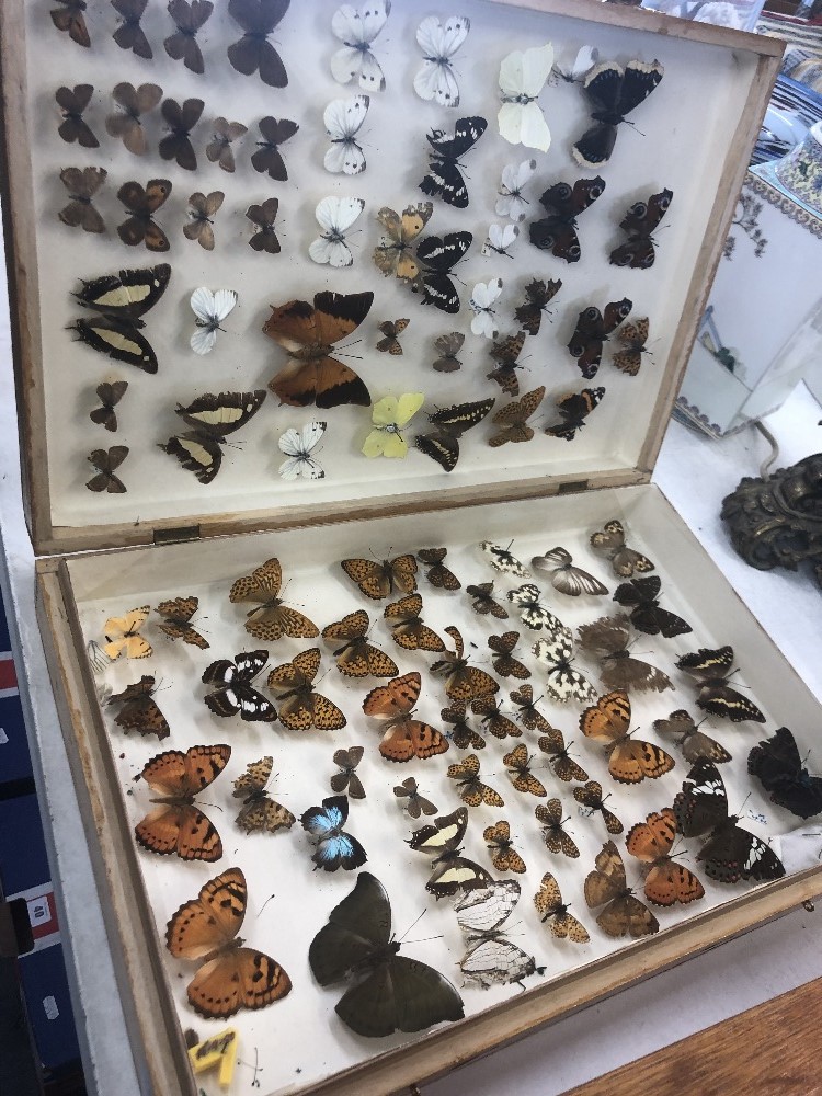 A box of taxidermy butterflies