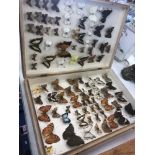 A box of taxidermy butterflies