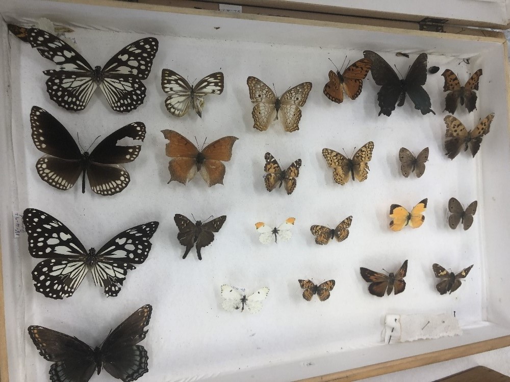 A box of taxidermy butterflies