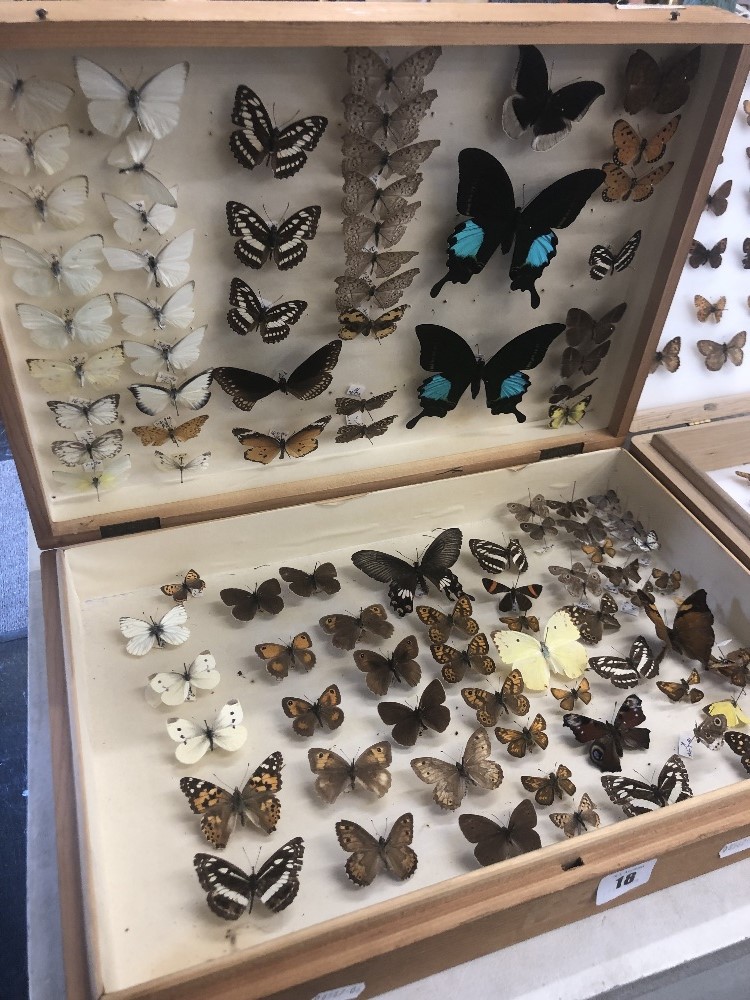 A box of taxidermy butterflies