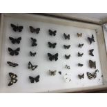 A box of taxidermy butterflies