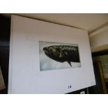 Two mounted paintings still life's of fish signed Harvey