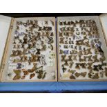 Two boxes of taxidermy butterfly's