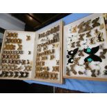 Two boxes of taxidermy butterfly's