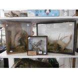 A display cased squirrel and stoat taxidermy etc.