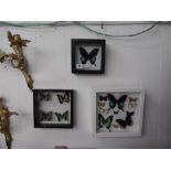 three display cased mounted butterfly's