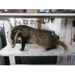 A taxidermy badger