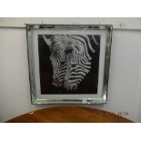 A print of a Zebra in mirrored frame