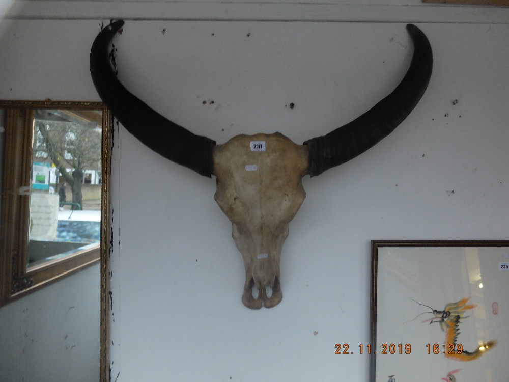 A Victorian wall hanging cattle horns - Image 2 of 2