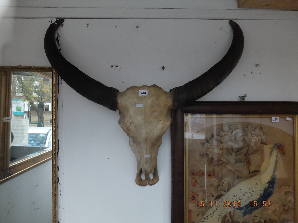 A Victorian wall hanging cattle horns