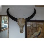 A Victorian wall hanging cattle horns