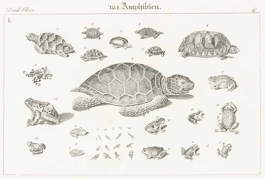 Biologie - Zoologie - - Naturhistorische Bildersammlung in 1164 lithographirten Abbildungen des